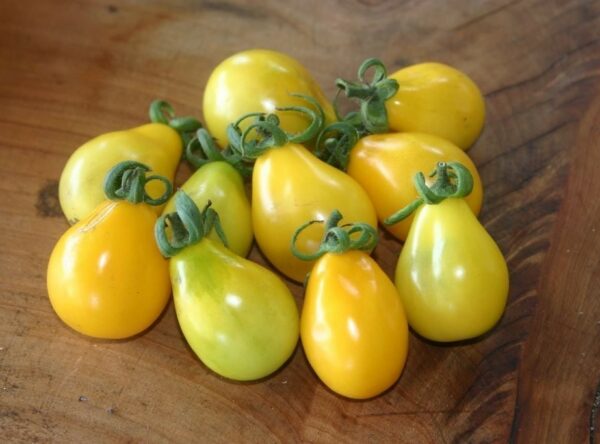 Yellow-Pear-tomato