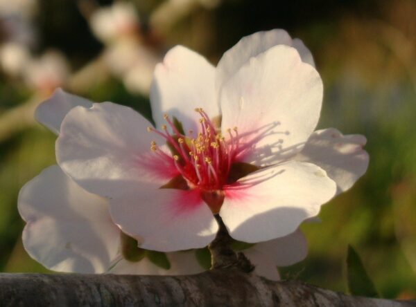 almond-blossom-4-DSC09982