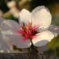 almond-blossom-4-DSC09982