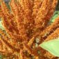 amaranth-almost-ready-to-harvest
