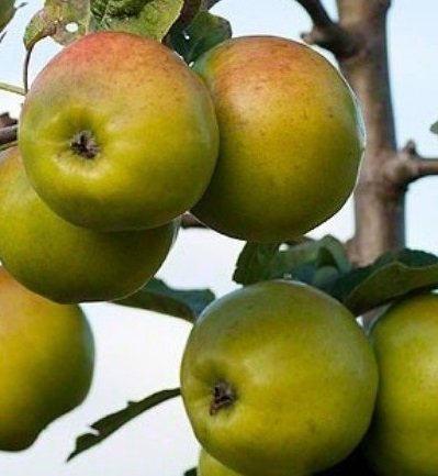 apple-sweet-alford
