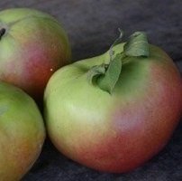 apple_bramley-1