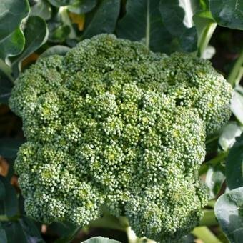 broccoli_de_cicco_seeds