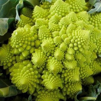 broccoli_romanesco_seeds