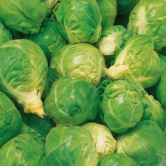 brussel_sprouts_fillbasket_seeds
