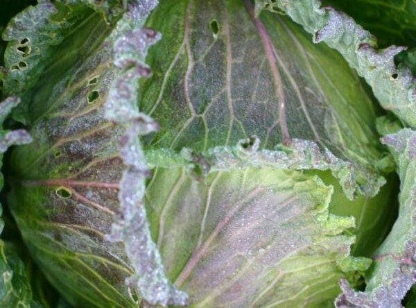 cabbage_january_king2