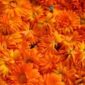 calendula_orange_flower_seeds
