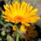 calendula_yellow_flower_seeds