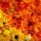 calendula_yellow_orange_flowermix_seeds