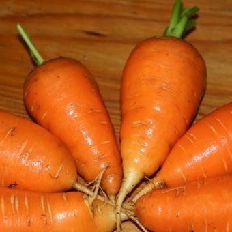 carrot_oxheart_seeds