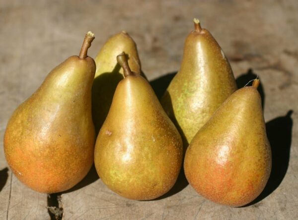 clergeau-pears
