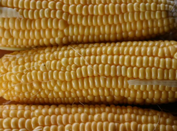 corn-early-gem-2-scaled