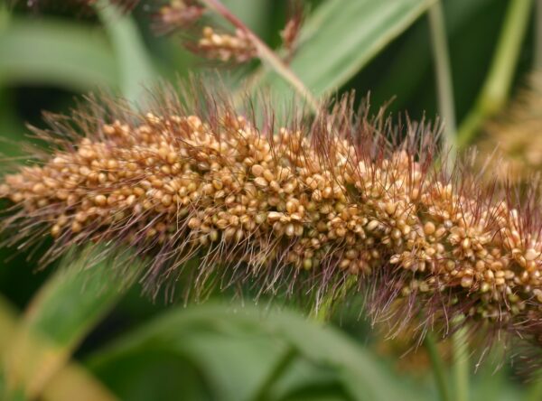 foxtail-millet..-scaled