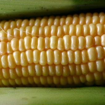 golden_bantam_corn_seeds
