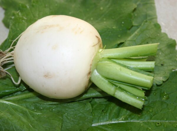 hh-white-turnip-1