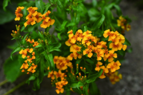 hyssop-sweet-marigold