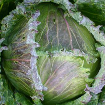 january_king_cabbage