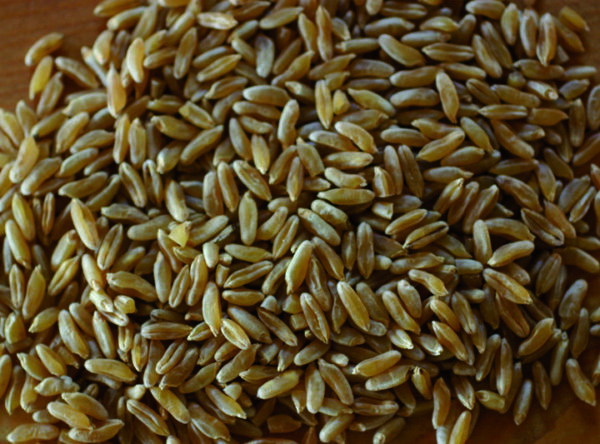 kamut-wheat