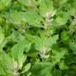 lambs_quarters_wild_crafted2