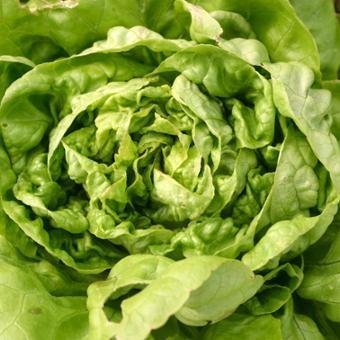 lettuce_half_century