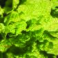 lettuce_joes_winter-1