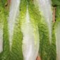 lettuce_odells2