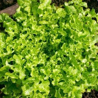lettuce_winter