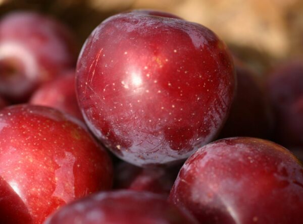 little-john-plum-red-flesh-outstanding-flavour-ripe-early-FEb