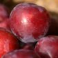 little-john-plum-red-flesh-outstanding-flavour-ripe-early-FEb
