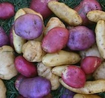 mixed-heritage-potatoes-1