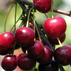 montmorency-cherries-1