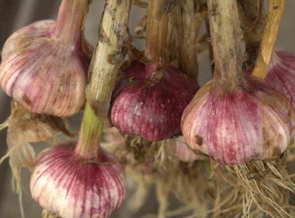 new-garlic-ruby-rocombole-2021-IMG_9048-reduced