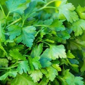 parsley_italian_flat_leaf