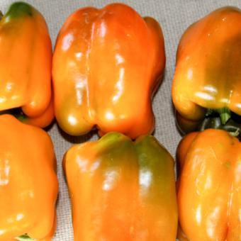 pepper_sweet_orange_sun