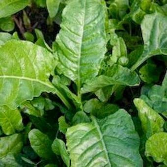 perpetual_spinach_chard_seeds