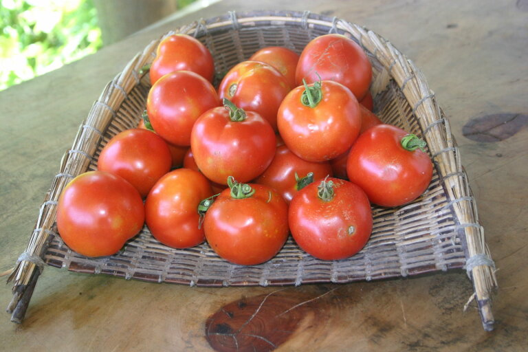 Tomato Ponsonby Red
