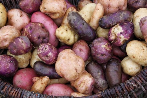 potato-1.4.12-094-1