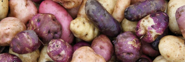 Potato Planting Information