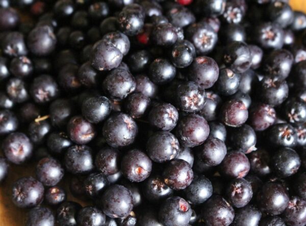 potentially-worlds-most-nutritious-berries-chokeberries-aronia-melanocarpa