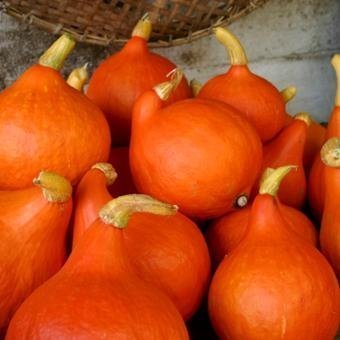 pumpkin_red_kuri