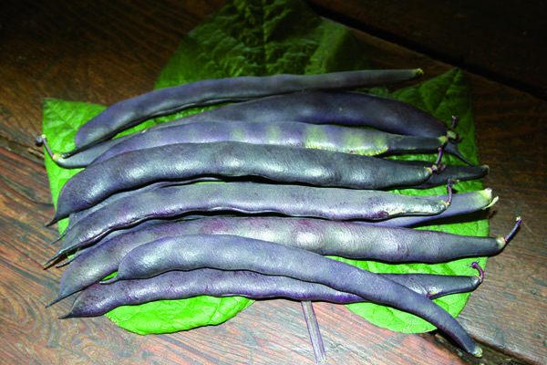 purple-pod-bean-1
