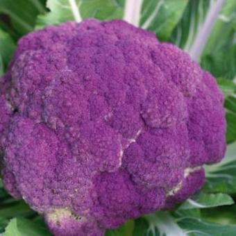 purple_cape_cauliflower_seeds