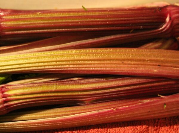 red-celery-scaled-1