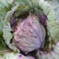 red_rock_mammoth_cabbage_seeds
