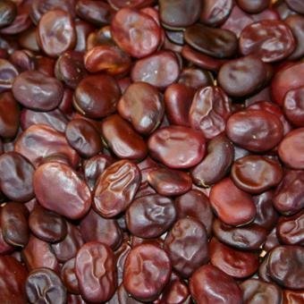 red_seeded_broadbean_seeds