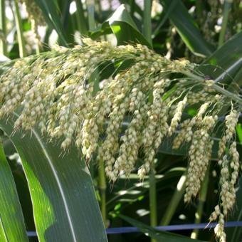 sorghum_white_seeded_popping