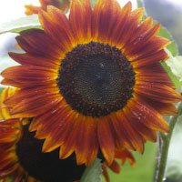 sunflower_evening_sun2
