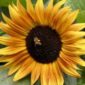 sunflower_evening_sun3