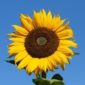 sunflower_giant_russian