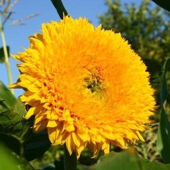 sunflower_lions_mane